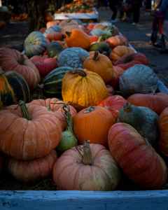 Top Three Pumpkin Patches to Visit in Ohio this Fall